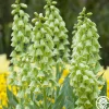 Ivory Bells>Heirloom Roses Clearance