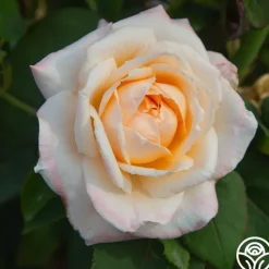 Ivory Tower>Heirloom Roses Discount