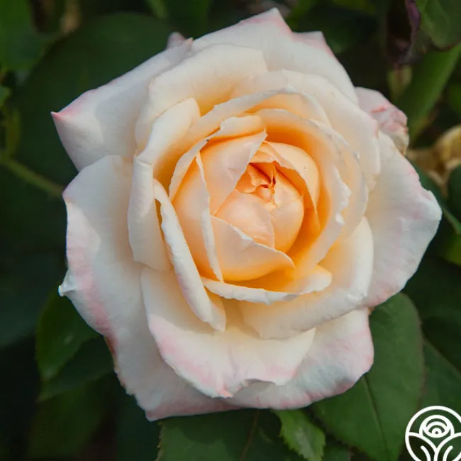 Ivory Tower>Heirloom Roses Discount
