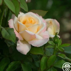 Ivory Tower>Heirloom Roses Discount