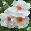 Jacqueline du Pré™>Heirloom Roses Outlet