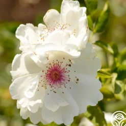 Jacqueline du Pré™><noscript><img width=