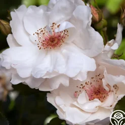Jacqueline du Pré™><noscript><img width=