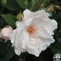 Jacqueline du Pré™><noscript><img width=