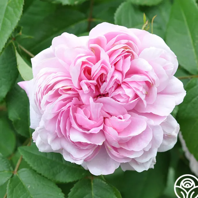 Jacques Cartier>Heirloom Roses Best