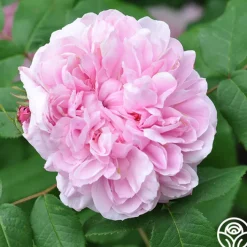 Jacques Cartier>Heirloom Roses Best