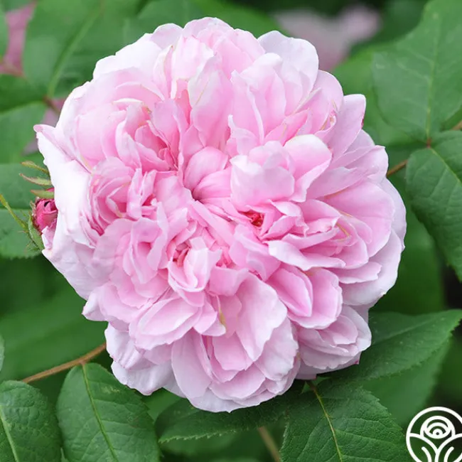 Jacques Cartier>Heirloom Roses Best
