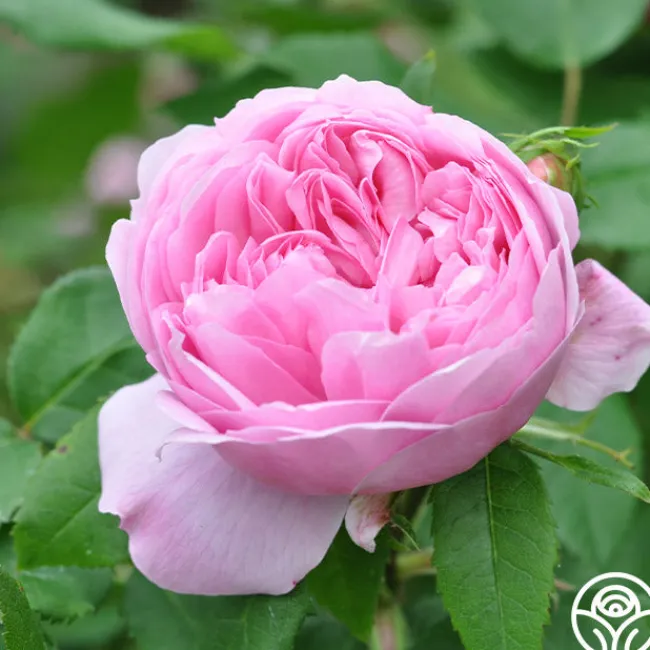 Jacques Cartier>Heirloom Roses Best
