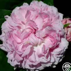 Jacques Cartier><noscript><img width=