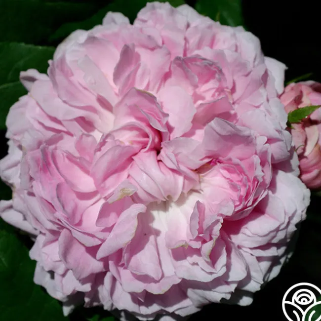 Jacques Cartier>Heirloom Roses Best