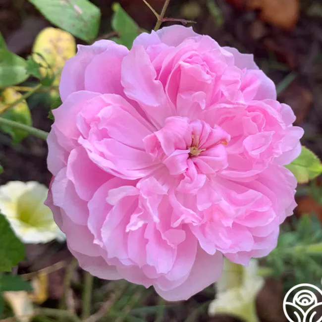 Jacques Cartier>Heirloom Roses Best