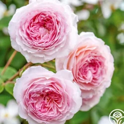 James Galway®>Heirloom Roses Hot