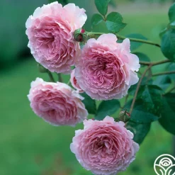 James Galway®>Heirloom Roses Hot