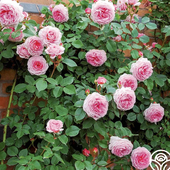 James Galway®>Heirloom Roses Hot