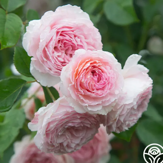 James Galway®>Heirloom Roses Hot