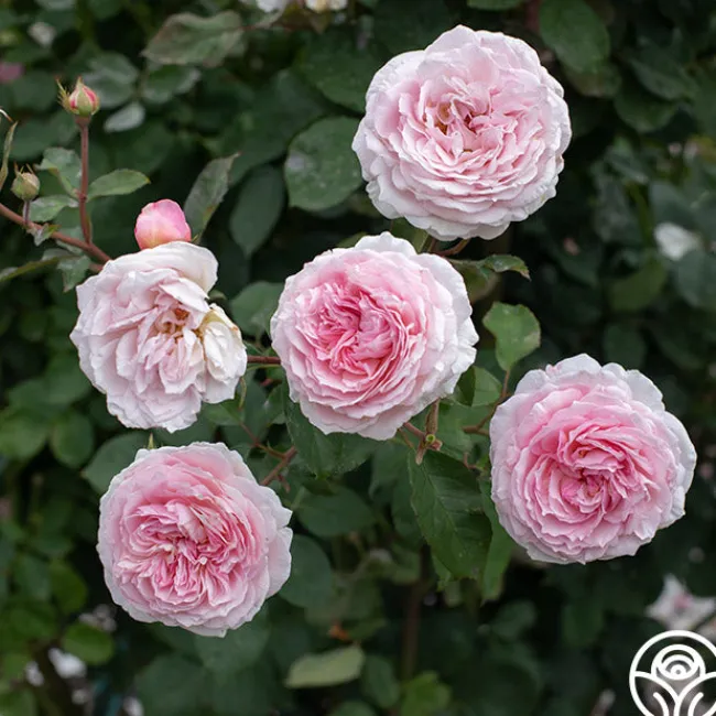 James Galway®>Heirloom Roses Hot