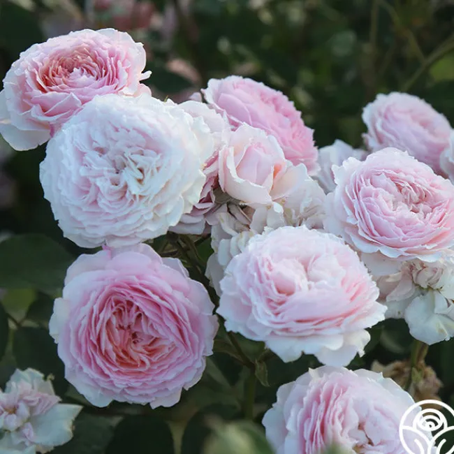James Galway®>Heirloom Roses Hot
