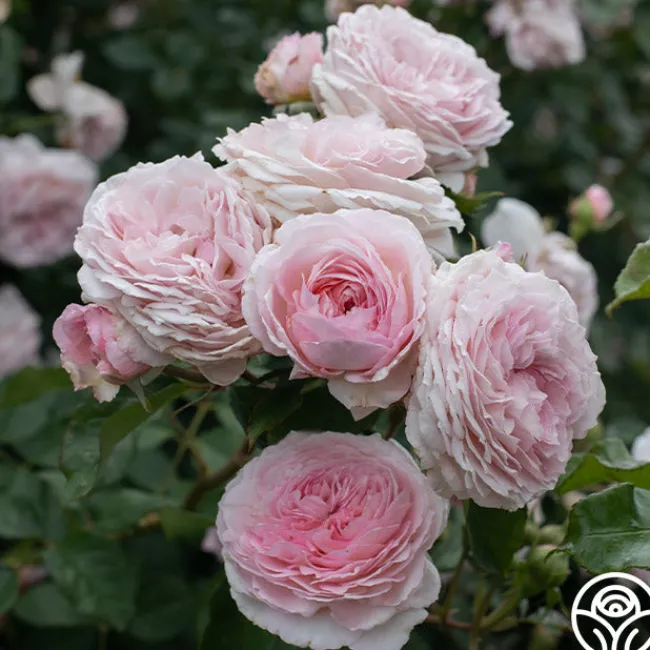 James Galway®>Heirloom Roses Hot