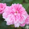 James Mitchell>Heirloom Roses Hot
