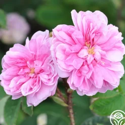 James Mitchell>Heirloom Roses Hot