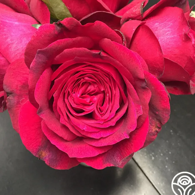 Janice Kellogg>Heirloom Roses Outlet