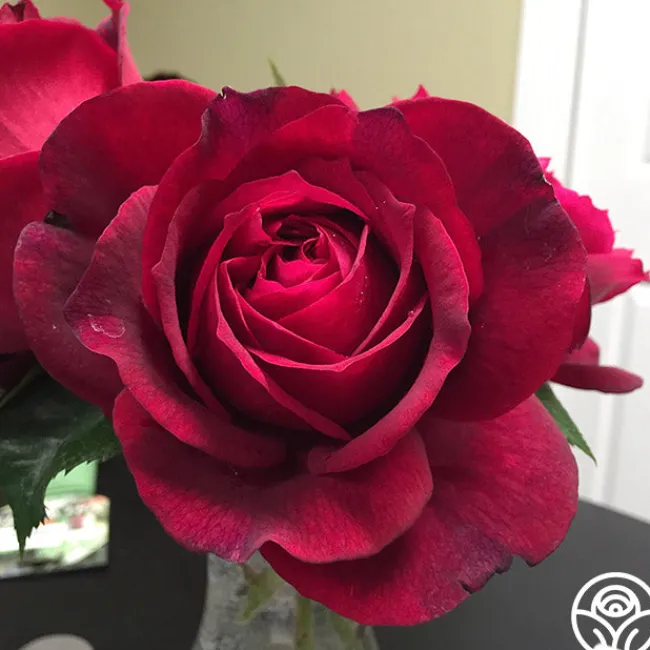 Janice Kellogg>Heirloom Roses Outlet