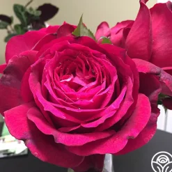 Janice Kellogg><noscript><img width=