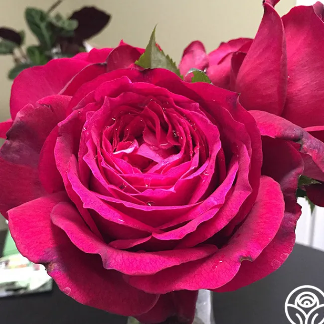 Janice Kellogg>Heirloom Roses Outlet