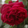 Jean Rex>Heirloom Roses Hot