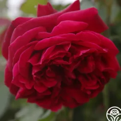 Jean Rex>Heirloom Roses Hot