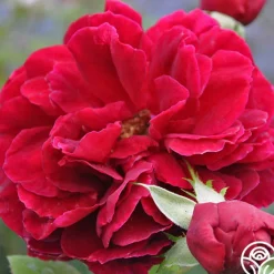 Jean Rex>Heirloom Roses Hot