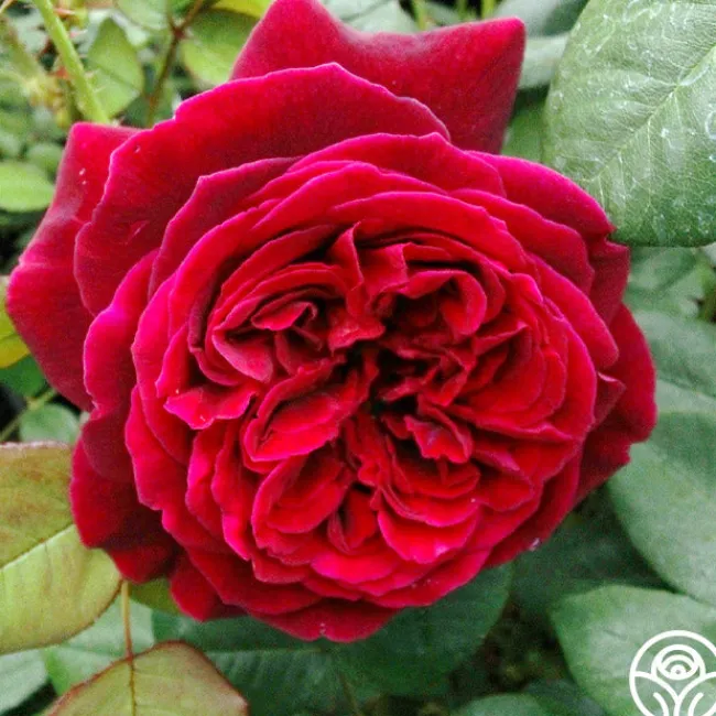 Jean Rex>Heirloom Roses Hot