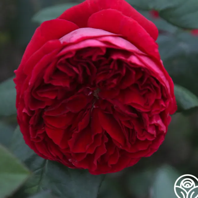 Jean Rex>Heirloom Roses Hot
