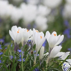 Jeanne d'Arc>Heirloom Roses Online