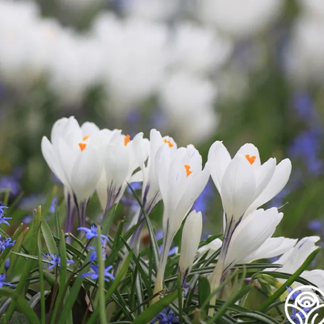 Jeanne d'Arc>Heirloom Roses Online