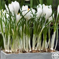 Jeanne d'Arc>Heirloom Roses Online