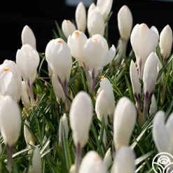 Jeanne d'Arc><noscript><img width=