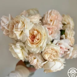 Joan Fontaine™>Heirloom Roses Sale