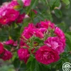 John Cabot>Heirloom Roses Best