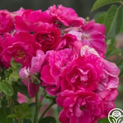 John Cabot>Heirloom Roses Best