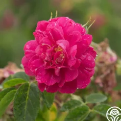 John Cabot><noscript><img width=