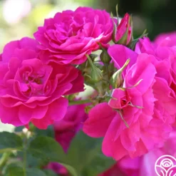 John Cabot><noscript><img width=