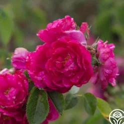 John Cabot><noscript><img width=
