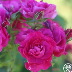 John Cabot><noscript><img width=