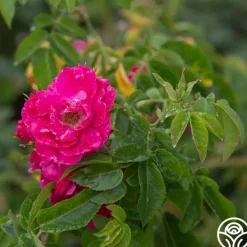 John Cabot><noscript><img width=