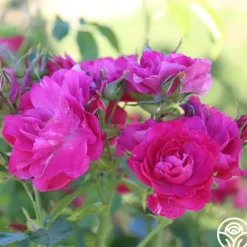 John Cabot><noscript><img width=