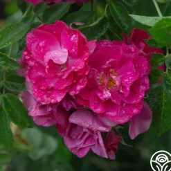 John Cabot><noscript><img width=