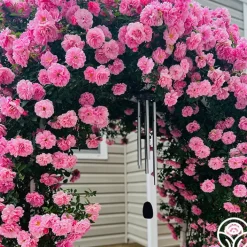 John Davis>Heirloom Roses Outlet