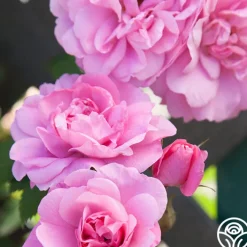 John Davis>Heirloom Roses Outlet