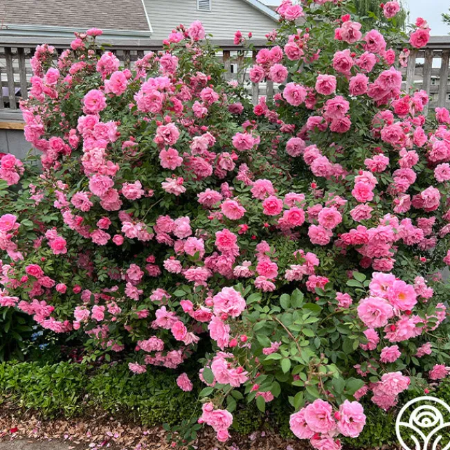John Davis>Heirloom Roses Outlet